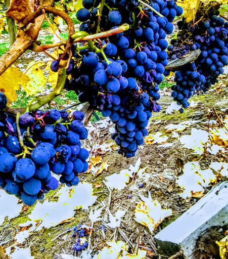 Vineyard «Aurora Colony Vineyards & Winery», reviews and photos, 21338 Oak Ln NE, Aurora, OR 97002, USA