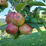 Photo n°10 de l'avis de Giorgio.e fait le 18/07/2020 à 14:46 sur le  Agriturismo Antico Fienile Pittanzella à Belluno