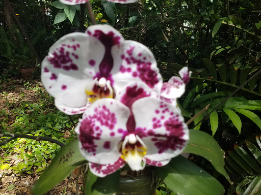 Museum «Albin Polasek Museum & Sculpture Gardens», reviews and photos, 633 Osceola Ave, Winter Park, FL 32789, USA