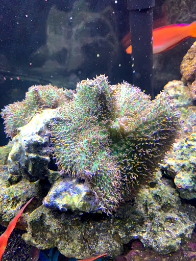 Pet Supply Store «Odyssey Pets», reviews and photos, 14999 Preston Rd #400a, Dallas, TX 75254, USA