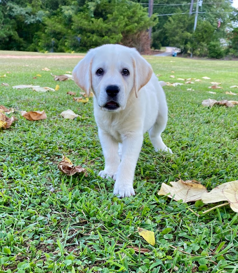 Damascus Way Labradors