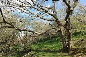 Breen Oak Wood image