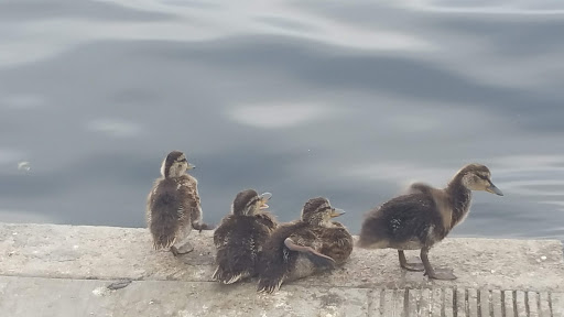 Park «Don Knabe Community Regional Park», reviews and photos, 19700 Bloomfield Ave, Cerritos, CA 90703, USA