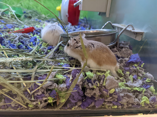 Pet Supply Store «PetSmart», reviews and photos, 13000 Aurora Ave N, Seattle, WA 98133, USA