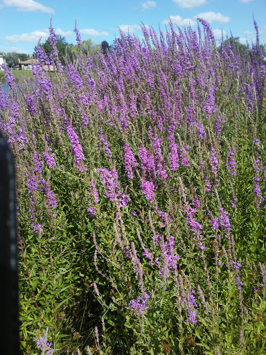 Park «Carol Stream Park District», reviews and photos, 849 W Lies Rd, Carol Stream, IL 60188, USA