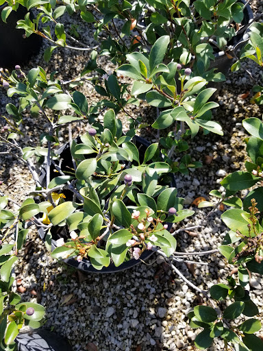 Plant Nursery «Guerin Nursery and Boutique», reviews and photos, 1418 Fall Creek Hwy, Granbury, TX 76049, USA