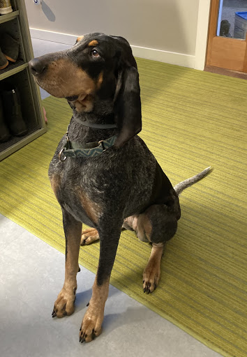 Pet Supply Store «Pet Life | Supplies, Services & Knowledge», reviews and photos, 1600 Woodbury Ave, Portsmouth, NH 03801, USA