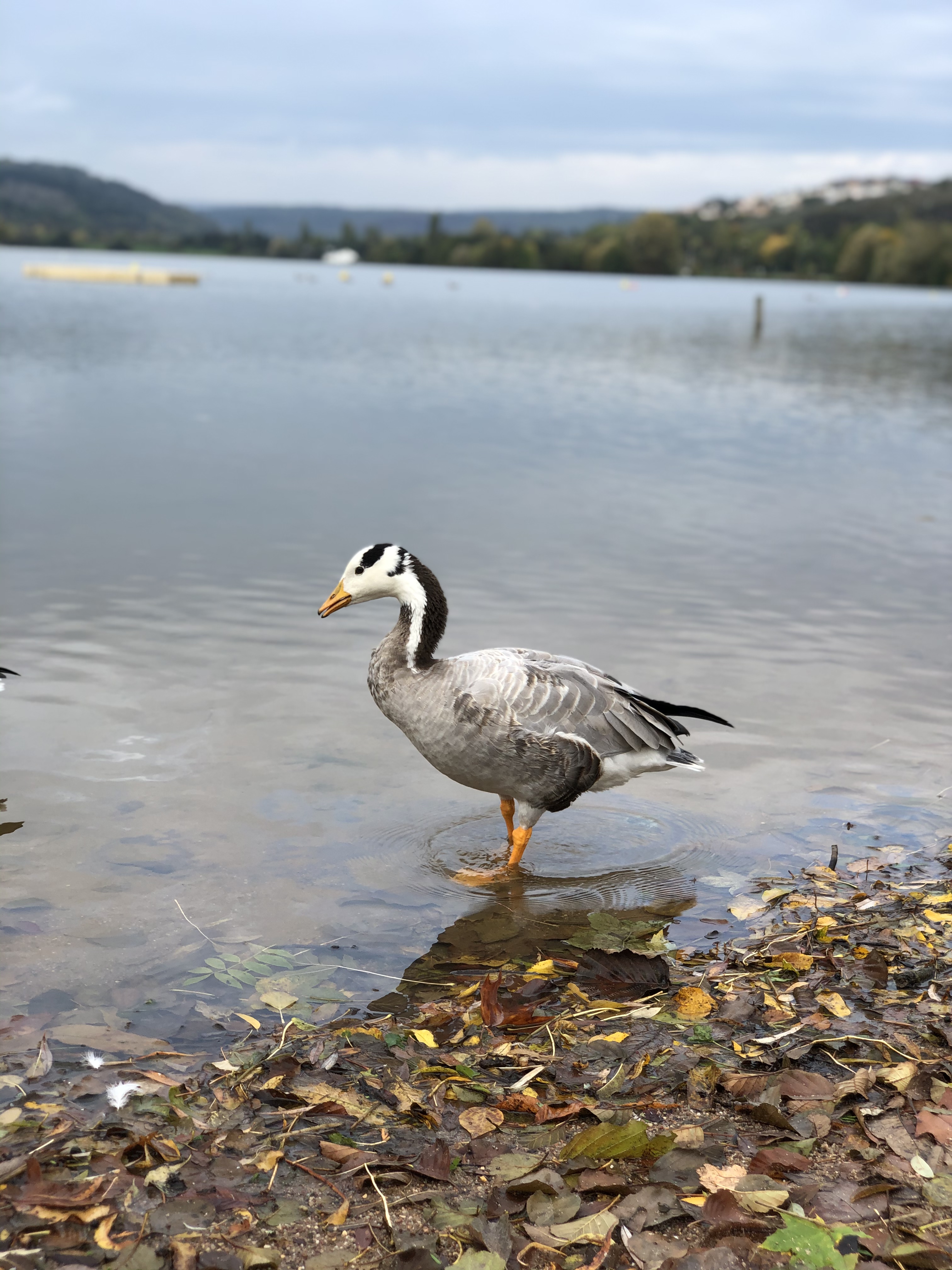 Photo n° 8 de l'avis de mickaël.a fait le 20/10/2019 à 11:43