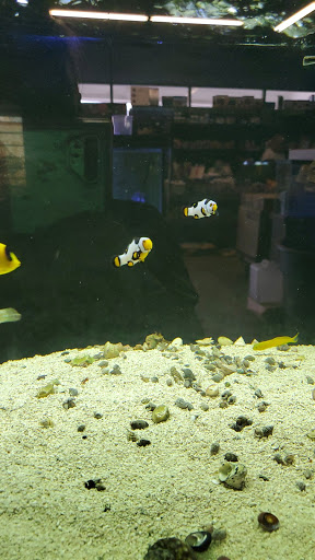 Tropical Fish Store «South Seas Aquatics Inc.», reviews and photos, 5440 Babcock Rd A133, San Antonio, TX 78240, USA
