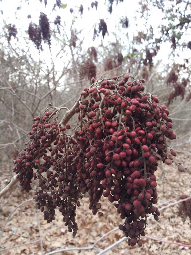 Park «Cobblestone Trail Park», reviews and photos, 7601 John T White Rd, Fort Worth, TX 76120, USA
