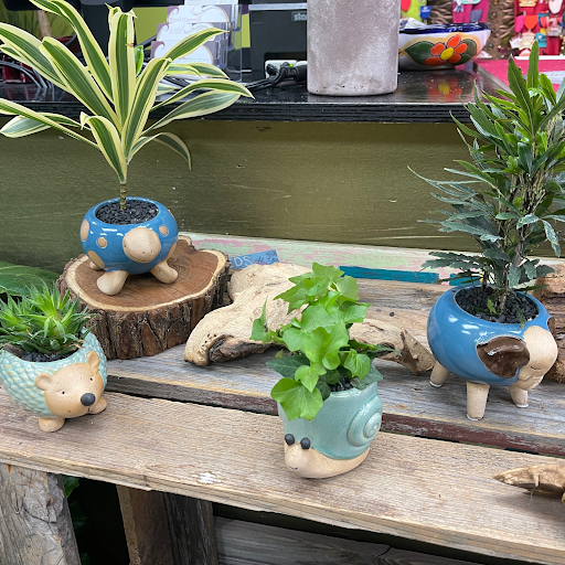 Florist «Spring Garden Flower Shop», reviews and photos, 211 Brooklyn Ave, San Antonio, TX 78215, USA