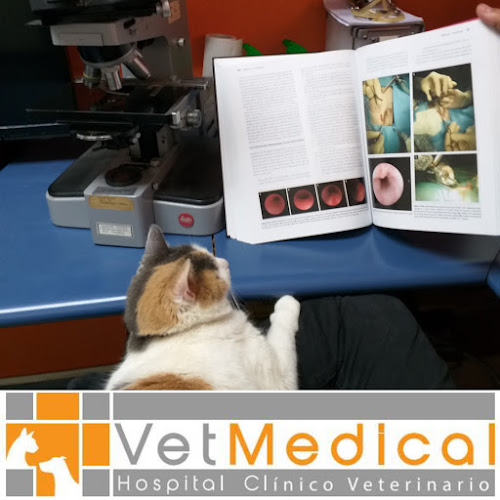 clinica, veterinaria viña, VETMEDICAL, veterinario, peluqueria canina, - Viña del Mar
