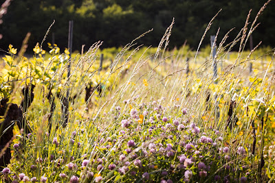 Domaine du Kré à Jujurieux
