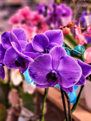 Grocery Store «Kroger», reviews and photos, 1210 N Greenville Ave, Allen, TX 75002, USA