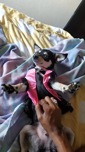 Pet Store «Bowwow Meow», reviews and photos, 456 SW Bay Blvd, Newport, OR 97365, USA