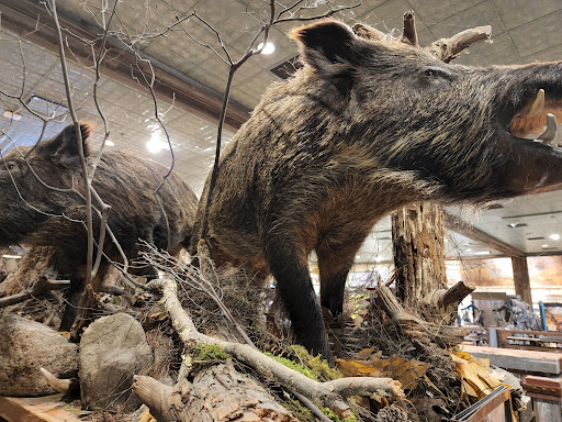 Sporting Goods Store «Bass Pro Shops», reviews and photos