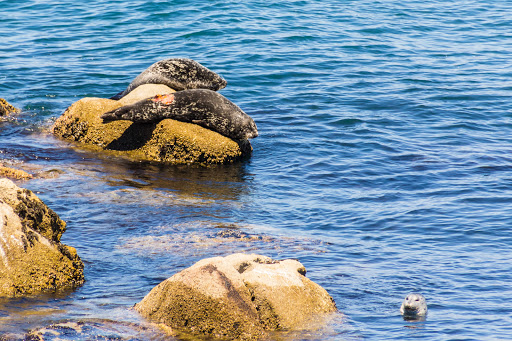 Aquarium «Monterey Bay Aquarium», reviews and photos, 886 Cannery Row, Monterey, CA 93940, USA