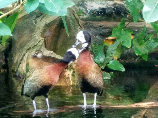 Cultural Center «Chicago Cultural Center», reviews and photos, 78 E Washington St, Chicago, IL 60602, USA