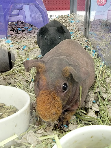 Pet Supply Store «Petco Animal Supplies», reviews and photos, 3300 Broadway St, Eureka, CA 95501, USA