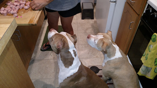 Pet Supply Store «Pet Supplies Plus», reviews and photos, 2091 Bronze Star Dr, Woodland, CA 95776, USA