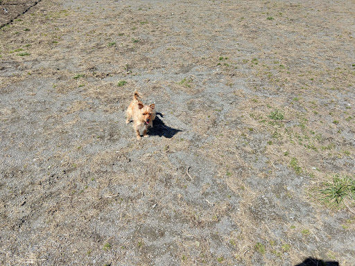 Dog Park «Rock Hill District Park», reviews and photos, 15150 Old Lee Rd, Chantilly, VA 20151, USA