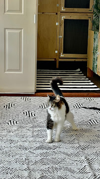 Purrfect stay - Photo 7 - Car repair in San Diego, CA, San Diego