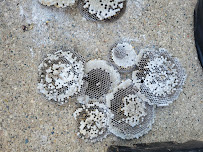 Got'em Wasp & Hornet Removal - Photo 5 - Car repair in Grand Rapids, MI, Grand Rapids