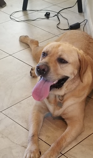 Pet Supply Store «Petco Animal Supplies», reviews and photos, 3774 N Federal Hwy, Lighthouse Point, FL 33064, USA