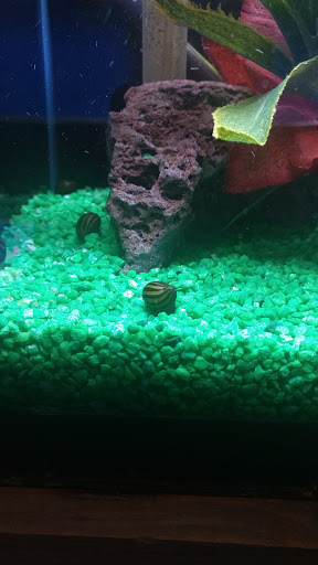 Pet Store «Animal Attraction», reviews and photos, 2518 11th Ave, Greeley, CO 80631, USA