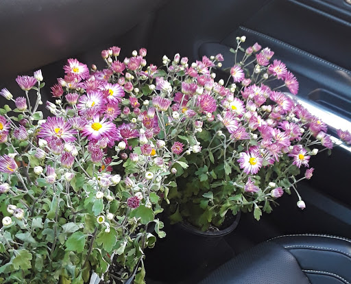 Grocery Store «Grocery Outlet Bargain Market», reviews and photos, 102 Cross St SE, Auburn, WA 98002, USA