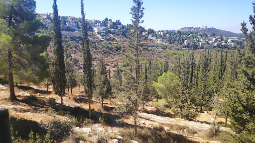 יער ירושלים