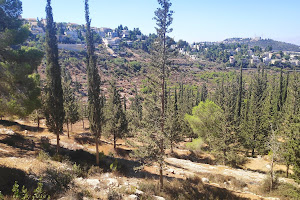 Jerusalem Forest image