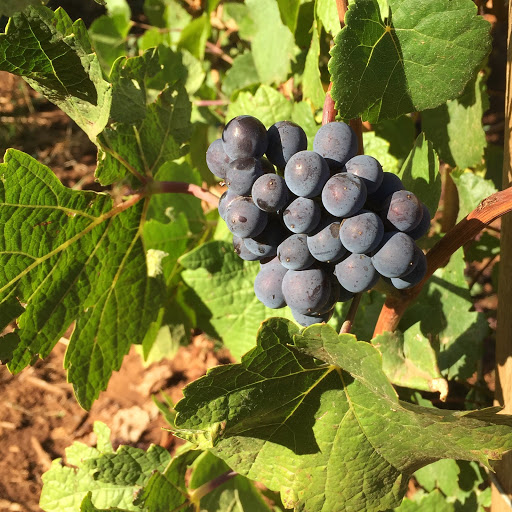 Winery «Erath Winery», reviews and photos, 9409 Northeast Worden Hill Road, Dundee, OR 97115, USA