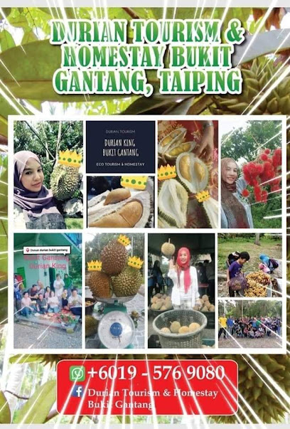 Durian Tourism & Stay Experience