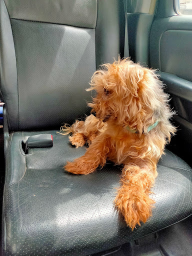 Clínica Veterinaria Blanes en Blanes