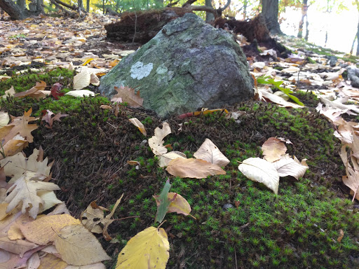 Hiking Area «Stony Brook Reservation», reviews and photos, Turtle Pond Pkwy, Hyde Park, MA 02136, USA