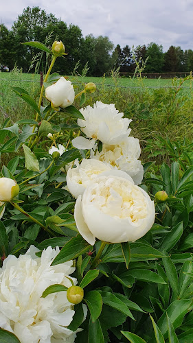 Fleurs à couper soi-même