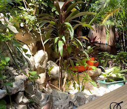 100% Natural Playa del Carmen photo