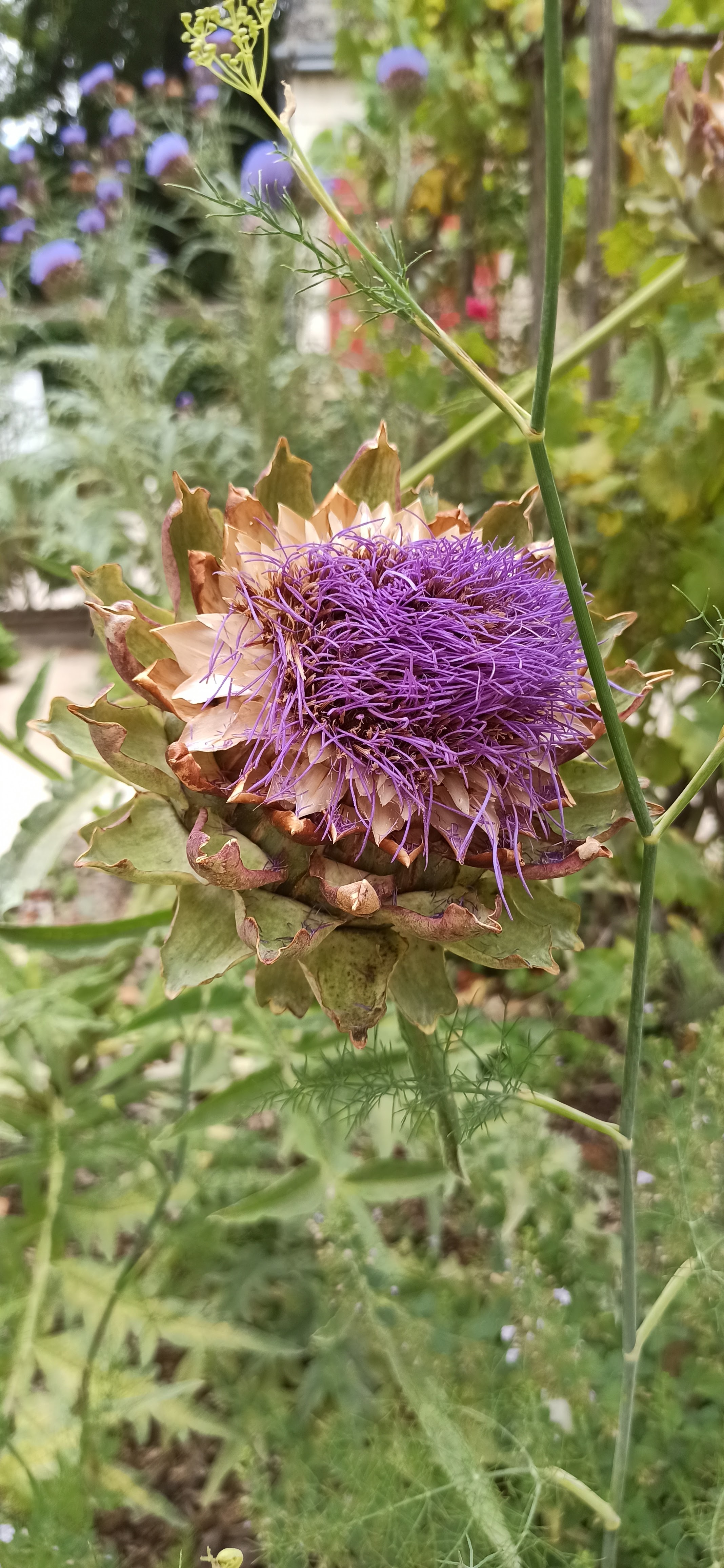 Photo n° 29 de l'avis de Patawin.e fait le 21/07/2023 à 11:31