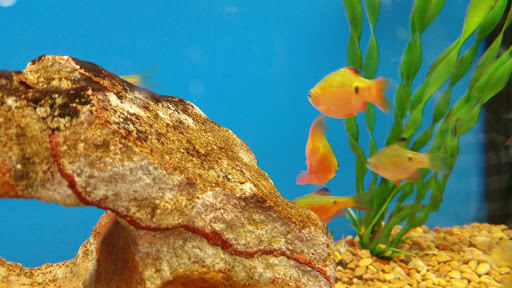 Pet Supply Store «Petco Animal Supplies», reviews and photos, 753 53rd Ave NE, Fridley, MN 55421, USA