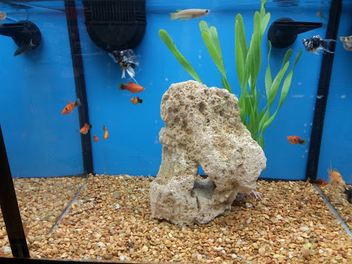 Pet Supply Store «Petco Animal Supplies», reviews and photos, 2353 SE Federal Hwy, Stuart, FL 34994, USA