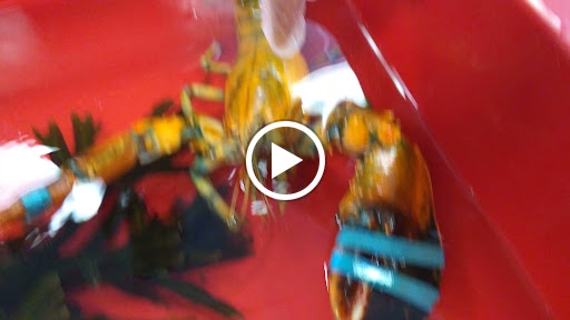 Aquarium «Explore the Ocean World, llc Oceanarium», reviews and photos, 367 Ocean Blvd, Hampton, NH 03842, USA