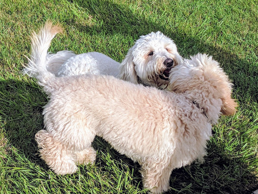 Dog Park «Logan Gate Dog Park», reviews and photos, 7374 Monterey Blvd, Tampa, FL 33610, USA