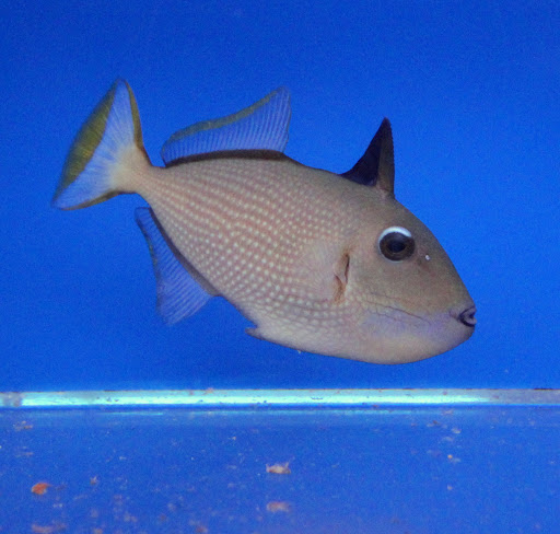 Aquarium Shop «Aquarium Depot», reviews and photos, 11762 SW 88th St, Miami, FL 33186, USA