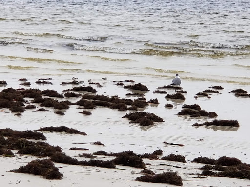 Nature Preserve «San Carlos Bay - Bunche Beach Preserve», reviews and photos, 18201 John Morris Rd, Fort Myers, FL 33908, USA