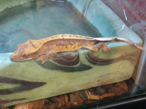 Pet Supply Store «Petco Animal Supplies», reviews and photos, 1621 Emmet St N, Charlottesville, VA 22901, USA