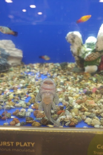 Pet Supply Store «PetSmart», reviews and photos, 4485 24th Ave, Fort Gratiot Twp, MI 48059, USA