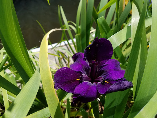 Park «Town Green Park», reviews and photos, 2099 Lake Robbins Dr, The Woodlands, TX 77380, USA