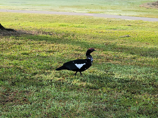 Golf Course «The Claw at USF», reviews and photos, 13801 N 46th St, Tampa, FL 33613, USA