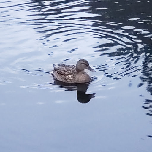 Park «Scriber Lake Park», reviews and photos, 5601 198th St SW, Lynnwood, WA 98036, USA